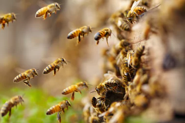 Bees Control Blackburn