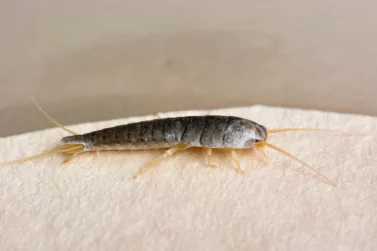 Silverfish Control Blackburn