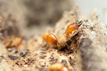 Termite Control Blackburn