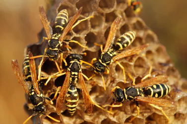 Wasp Control Blackburn